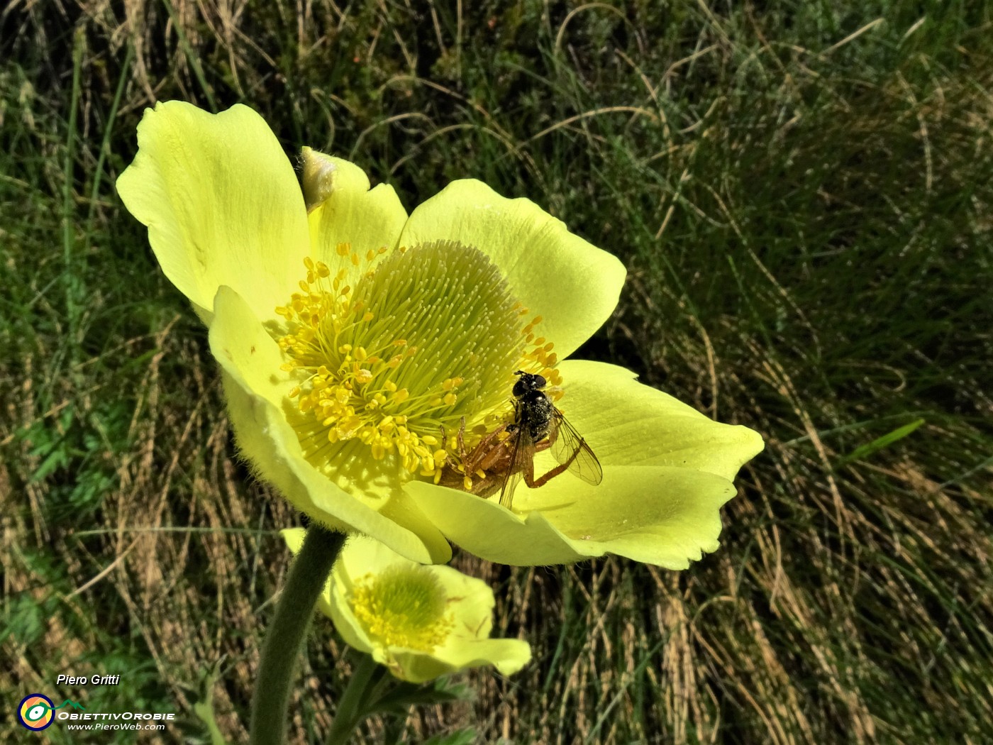 11 Pulsatilla alpina sulphurea (Anemone sulfureo) con ospiti ape e ragno.JPG